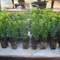 Coupon buchsbaum, buxus, heckenpflanze, formpflanze