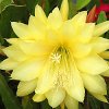 Epiphyllum Hybr. Yellow Gem