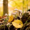 Im FriedWald Uetzer Herrschaft übernimmt die Natur den Grabschmuck - zum Beispiel Pilze im Herbst.