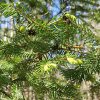 Eintauchen in den Wald: sehen, riechen, fühlen, hören und entspannen. Kein Waldspaziergang sondern ganz bewusst abschalten, durchatmen und Alltag, Sorgen, Stress hinter sich lassen und nebenbei das Immunsystem stärken...
 