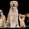 Hundeerziehung in Verbindung mit Physiotherapie 