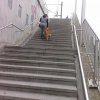 Wie kann ich meinem Hund kontrolliertes Treppen steigen lernen?