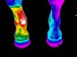 thermovett---equine-thermographie