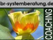 br-systemberatung