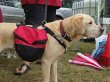 mobile-hundeschule-gefaehrten