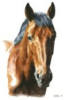 pferde-ausbildung-therapie