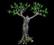 moringa---miracle-tree