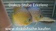 diskus-stube-erkelenz