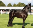 friesiansforsale-eu