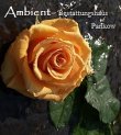 ambient-bestattungshaus-pankow