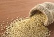 quinoa-ratgeber