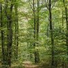 Waldbild im FriedWald Burg Plesse.