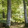 Freie Baumgrabstätten im FriedWald Bad Laasphe sind mit einem farbigen Band markiert.
