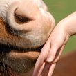 horse-health-management